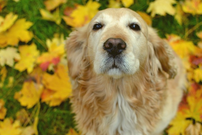 Golden Retriever dog sitting among autumn leaves