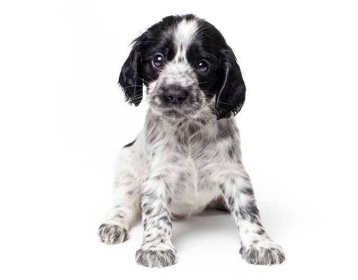 Russian Spaniel Puppy