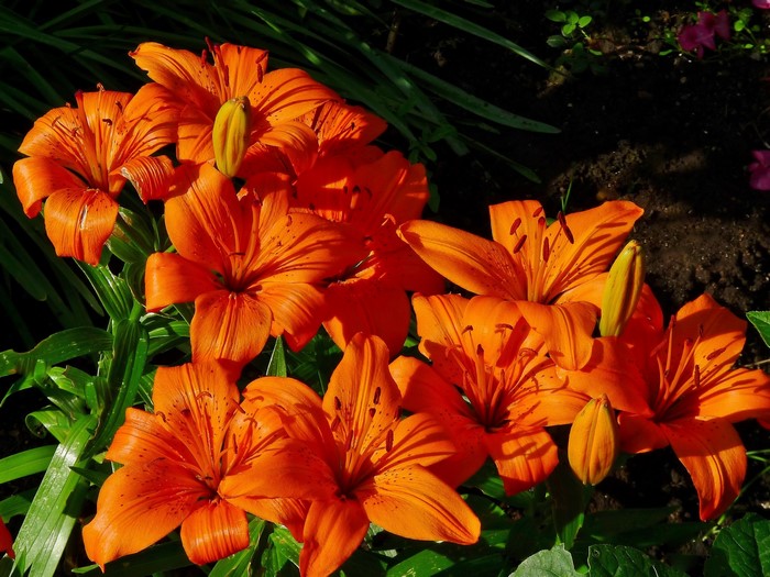 Many Orange Lilies in a Garden