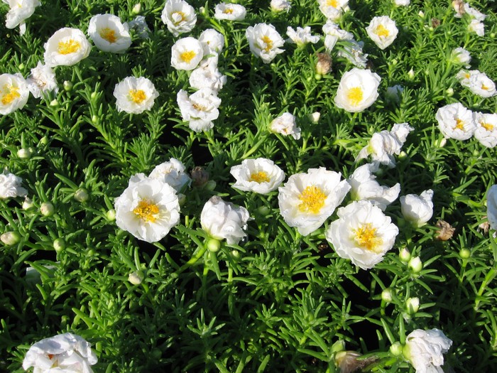 Many white Portulaca flowers with green leaves