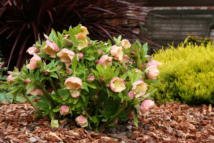 Pink Hellebore flowers in a garden bed