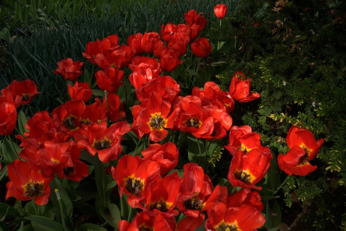 A bed of red tulips in a garden