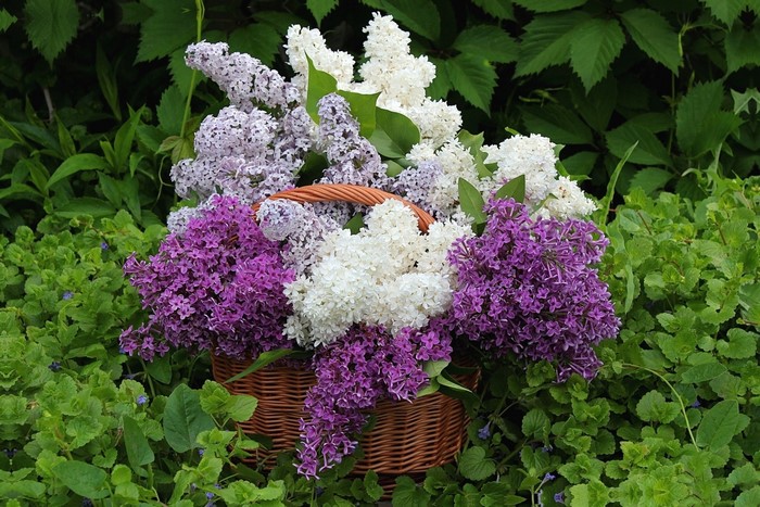 Basket of Lilacs in Greenery