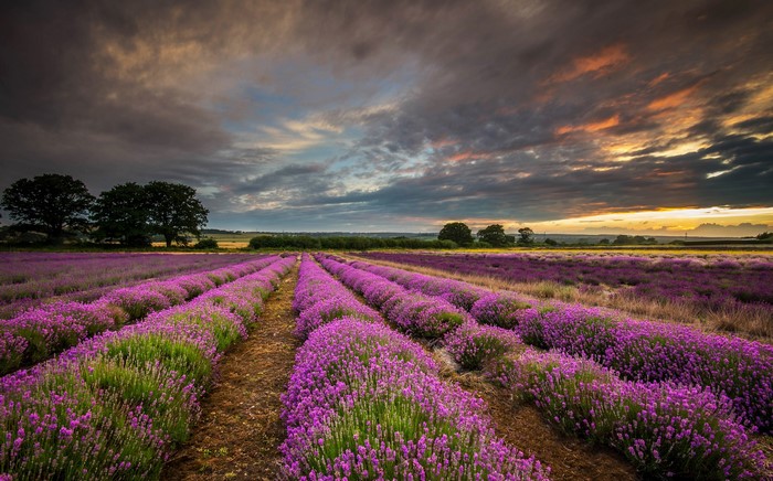 Lavender field at sunset with dramatic clouds