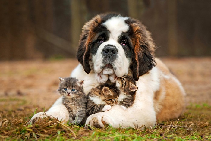 St. Bernard dog with three kittens