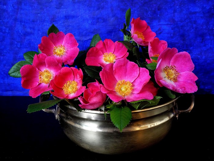 Pink wild roses in a silver bowl