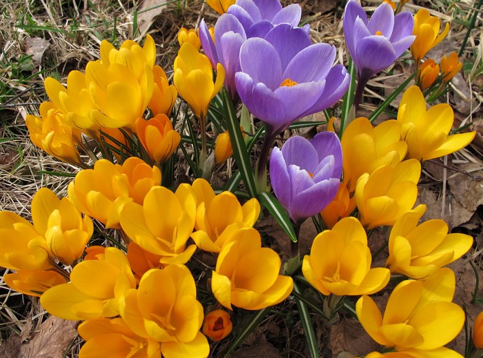Vibrant Yellow and Purple Crocuses Closeup