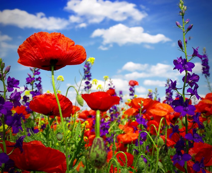 Field of red poppies and purple flowers under a blue sky
