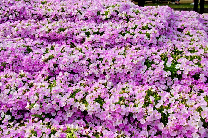 A field of pink and white petunias