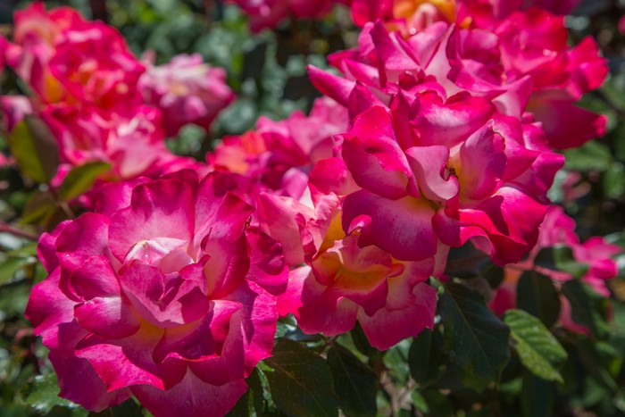 Close-up of pink and yellow roses