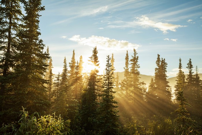 Sunbeams through a forest of spruce trees