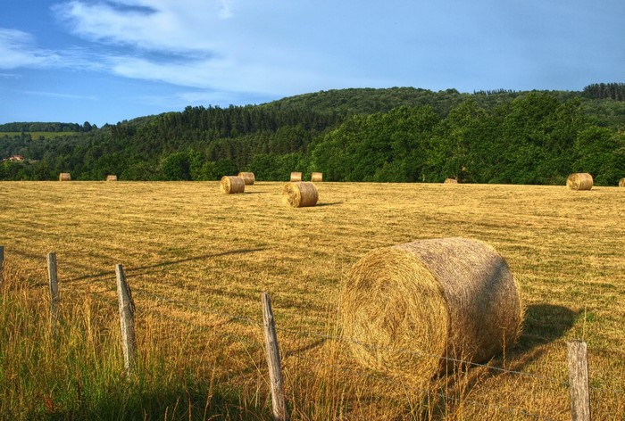 Hay bales in a field with trees and sky