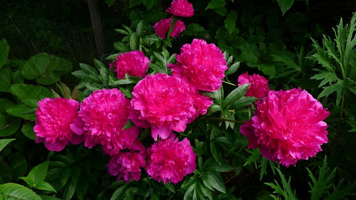 Pink Peony Flowers in Garden