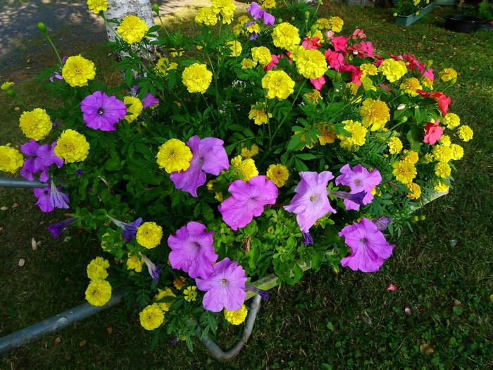 Wheelbarrow filled with yellow marigolds and purple petunias