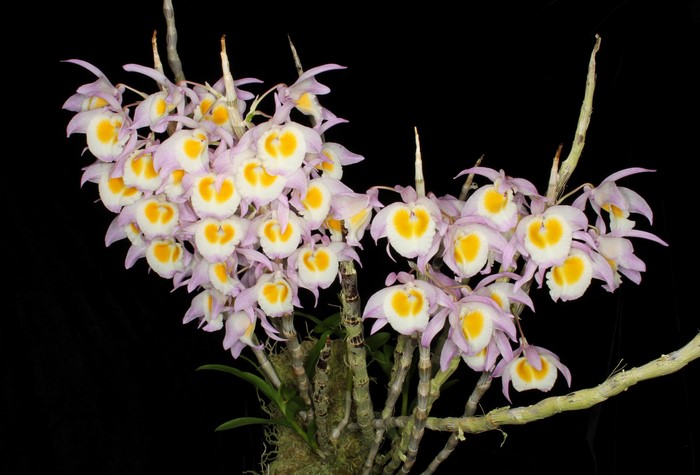 A cluster of pink and white orchids with yellow centers