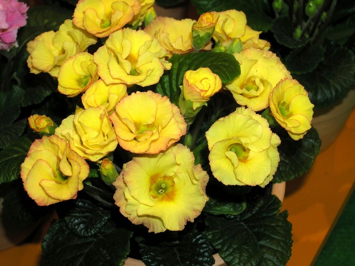Yellow Primula flowers in a pot