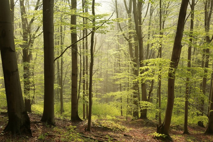 Forest with tall trees and green leaves