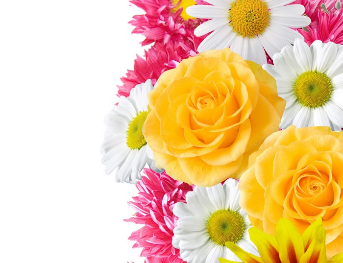 4K Roses and Camomiles Closeup