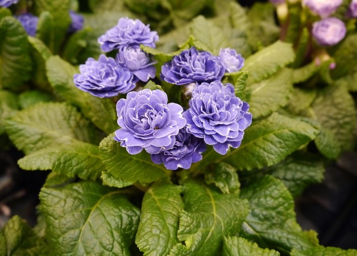 Close-up of purple double primrose flowers