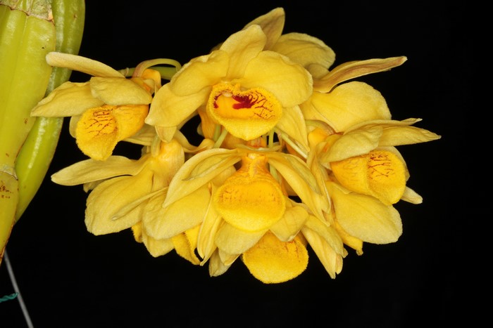 Yellow Orchid