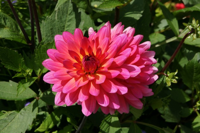 Pink and orange dahlia flower