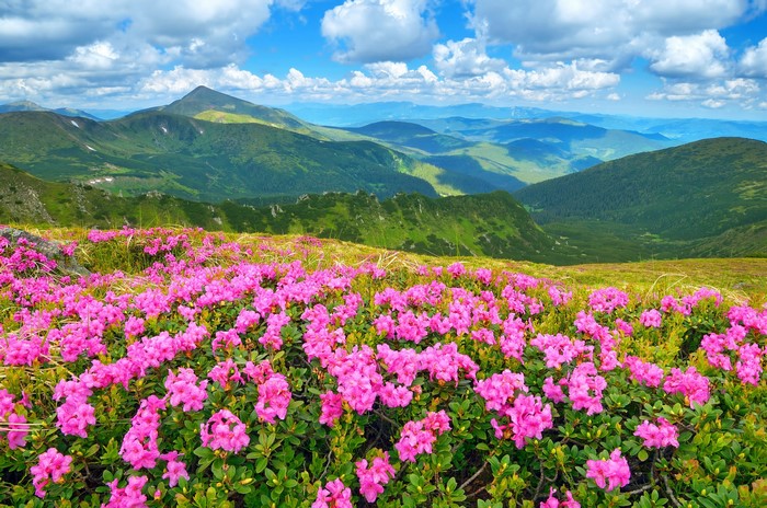 Pink Rhododendrons in a Mountain Landscape