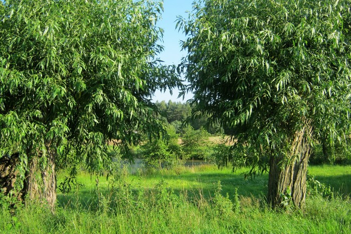 Two willow trees in a sunny meadow in Poland