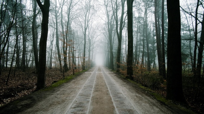 A foggy forest path with trees on either side