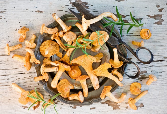 Chanterelle mushrooms on a tray with scissors