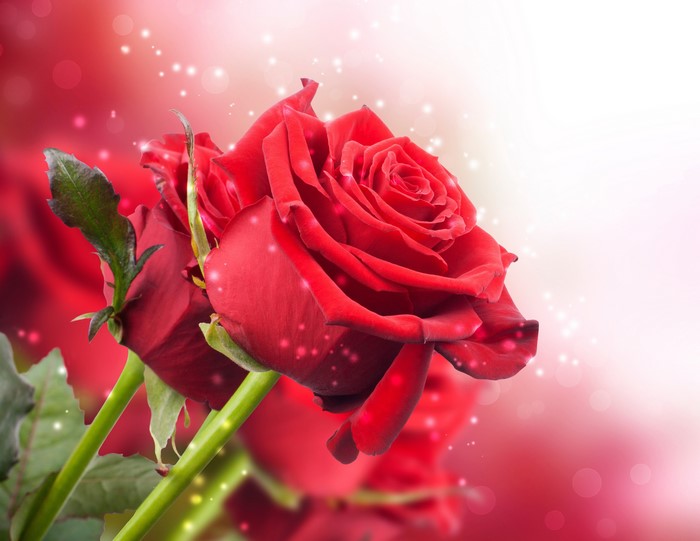 Red Roses with Sparkling Lights