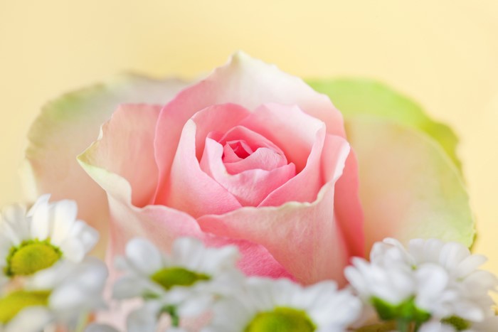 Pink Rose and Daisies Closeup