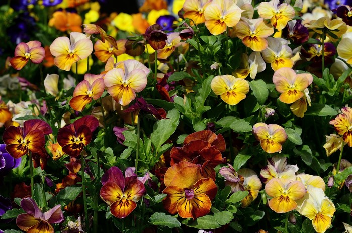 A close-up of many colorful pansies in bloom