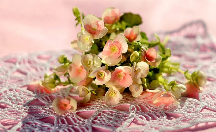 Pink and white begonia flowers on lace