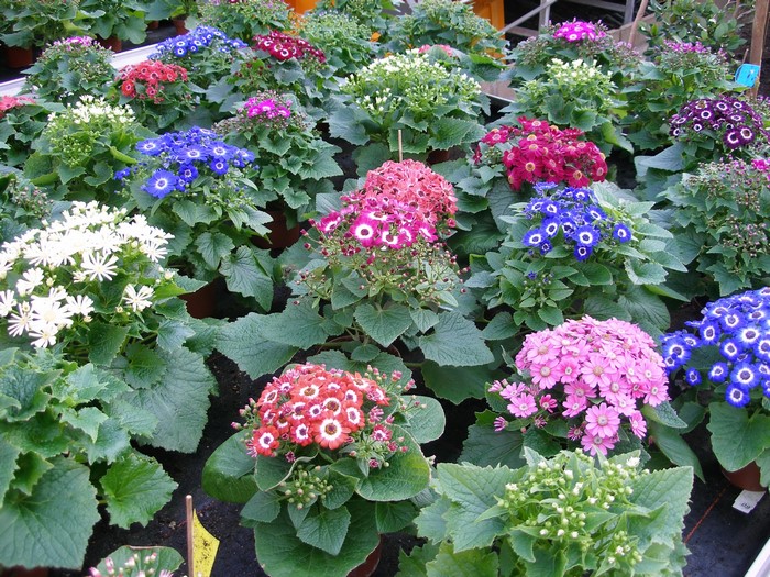 Assortment of Cineraria flowers in pots