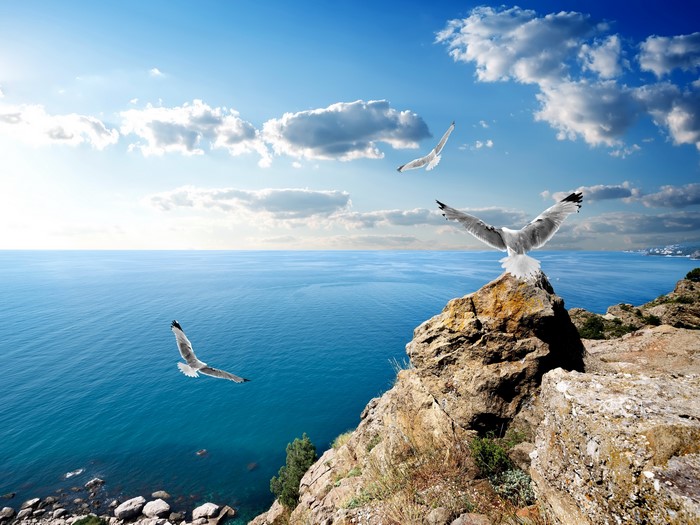 Seagulls flying over the sea coast of Crimea