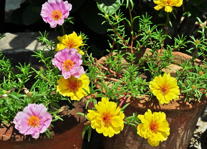 Pink and yellow Portulaca flowers in pots