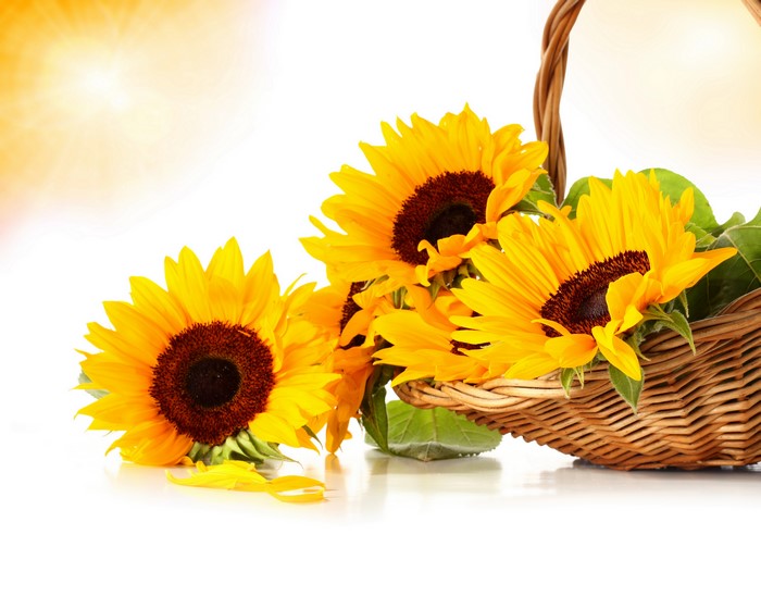 Sunflowers in a Wicker Basket