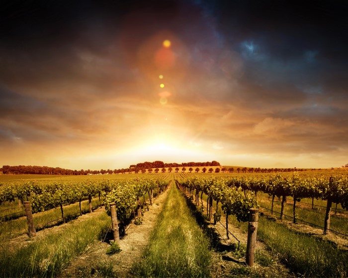 Vineyard at sunset with dramatic clouds