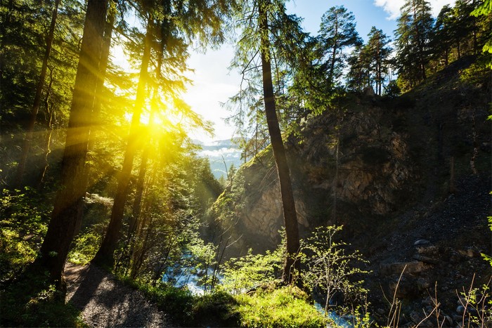 Sunlight filtering through trees in a forest with a stream