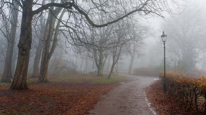 Park path with trees and a lamppost in fog