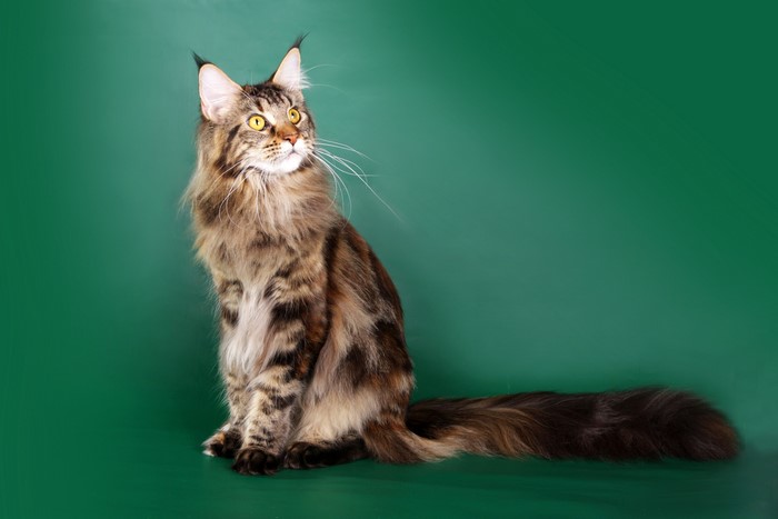 Maine Coon cat sitting and looking up