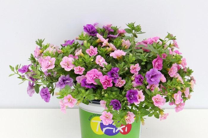 Vibrant Calibrachoa Flowers in Bloom