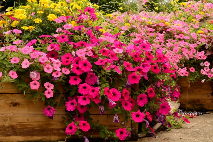 Pink and Yellow Petunias in Wooden Planter