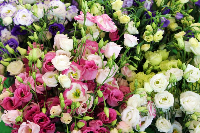 Colorful Eustoma Flowers in Bloom