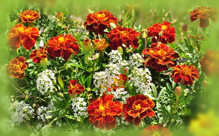 Orange and red marigolds with white flowers