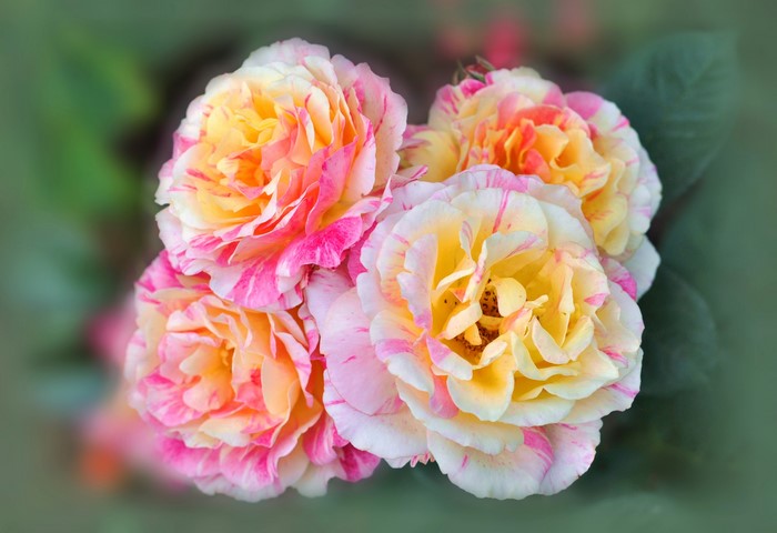 Close-up of four striped roses