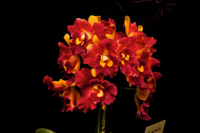 Red and yellow orchids on a black background