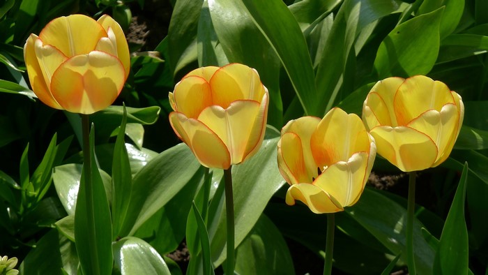 Yellow tulips with orange edges in a garden