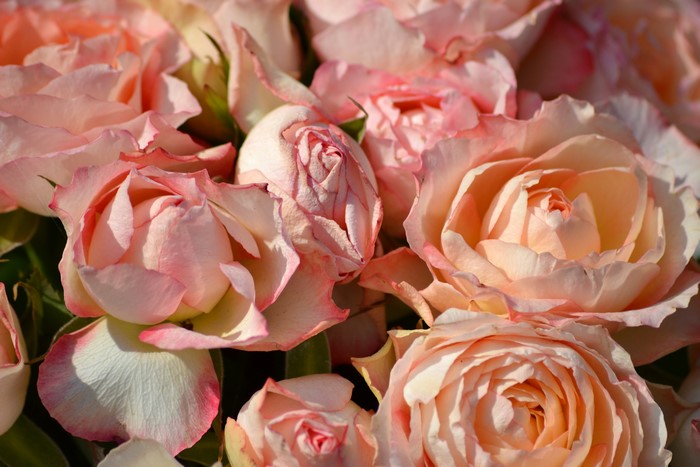 Close-up of Pink Roses