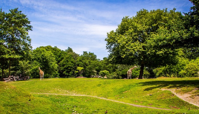 Two giraffes in a grassy enclosure with trees